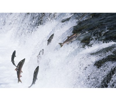 What is Fish Oil? (Why Should You Be Taking It?)